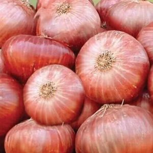 Fresh Pink Onion, Quality Available : A Grade, Packaging Size : 20 Kg, Packaging Type : Bag