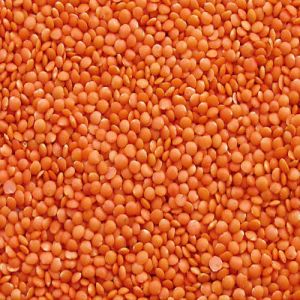 Natural Whole Masoor Dal, Color : Red