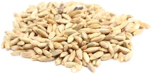 Natural Rye Seeds, Packaging Type : Bag, Packaging Size : 10 Kg For Cooking