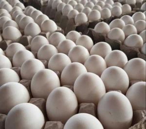 Hen White Egg, Packaging Type : Tray For Cooking, Human Consumption