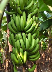 Natural Fresh Green G9 Banana 10-15 Days, Packaging Type : Carton