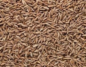 Cumin Seeds