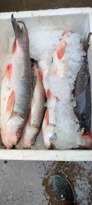 Fresh Rohu Fish