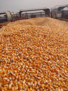 Organic Maize Starch For Human Food, Cattle Feed