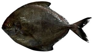 Black Pomfret