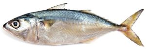 Indian Mackerel