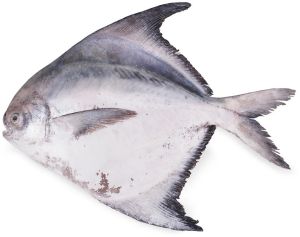 Silver Pomfret