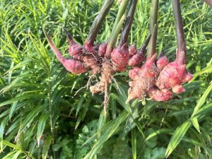 fresh ginger, Packaging Size : 5 Kg, Form : Whole