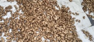 Organic Ginger, Packaging Type : Light Brown