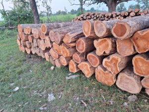 Grinded Sheesam Wood Segun Timber Assam, Color : Brown, Light Brown, Length : 10-15ft For Making Furniture