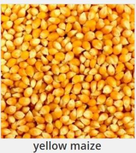 Farmer Yellow Maize Seeds, Shape : Round, Oval, Plastic Type : Gunny Bags For Cattle Feed, Bio-fuel Application