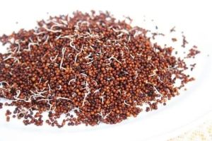 Sprouted Finger Millet