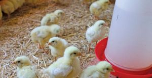 white broiler poultry farm chicks