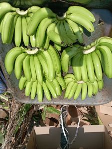 Fresh Green Banana