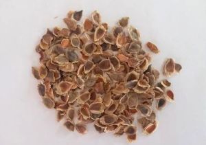 Oroxylum Indicum Seeds
