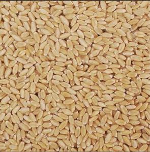 bansi wheat