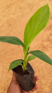 G9 tissue culture Banana plants
