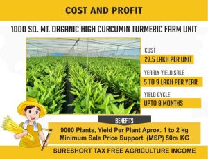 High Curcumin Turmeric Seed Production Unit