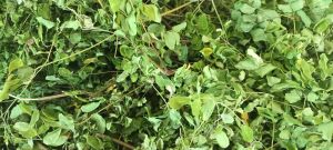 Organic Moringa Tea Cut Leave