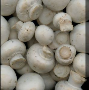 Dry button mushroom