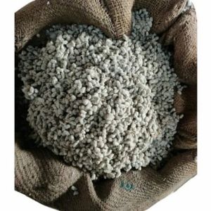 10gm Cotton Seeds