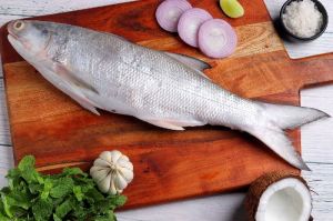 Fresh Premium Indian Salmon Whole Fish (Rawas)