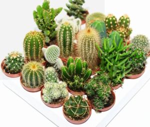live cactus plants