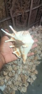 seashell craft