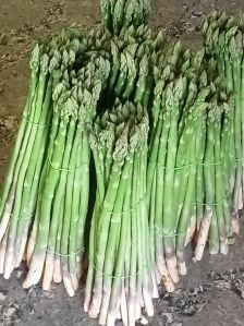 asparagus racemosus