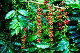 Wayanad coffee without pesticides  chemical