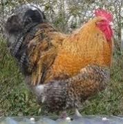vanaraja high breed chicks supply