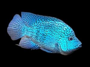 herichthys carpintis fish