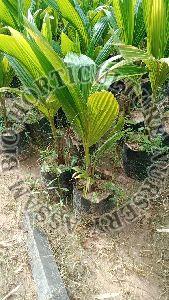Coconut Malaycian hibrid Dwarf plant