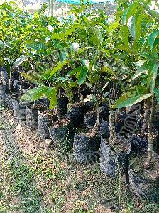 Mango Grafted Plant