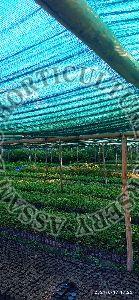 Polymorpha Bamboo Plant, For Home Decoration, Length : 0-10ft