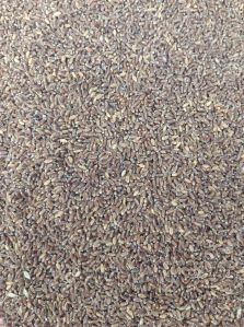 Premium Black Wheat Seed