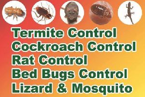 Termite Control service for house 5 years warranty