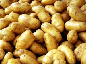 Indian Fresh Potato
