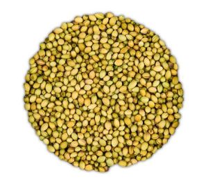 double parrot coriander seed