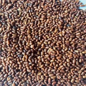 Dried Natural Sesbania Seeds