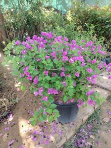 Bougainvillea Glabra Lilac Queen Plant