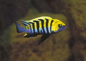 Cynotilapia Afra Cobue Aquarium Fish