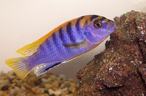 Labidochromis Hongi Sweden Aquarium Fish
