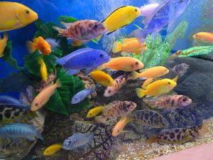 Malawi Mixed Exotic Mbuna Aquarium Fish