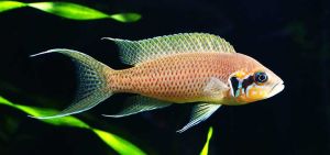 Neolamprologus Brichardi Aquarium Fish