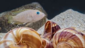 Neolamprologus Multifasciatus Aquarium Fish
