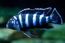 Pseudotropheus Demasoni Aquarium Fish