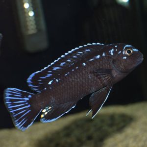 Pseudotropheus Interruptus Chiwi Rock Aquarium Fish