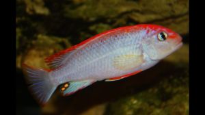 Pseudotropheus Perspicax Red Top Ndumbi Aquarium Fish
