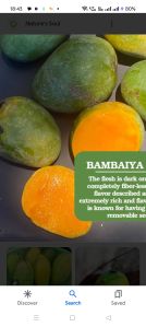 bambaiya mango
